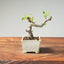 European Crabapple Bonsai #1217
