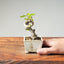 European Crabapple Bonsai #1217