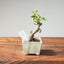 European Crabapple Bonsai #1217