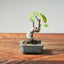 European Crabapple Bonsai #1218