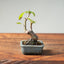 European Crabapple Bonsai #1218
