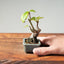 European Crabapple Bonsai #1218