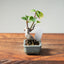 European Crabapple Bonsai #1218