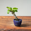 European Crabapple Bonsai #1219