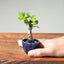 European Crabapple Bonsai #1219