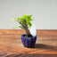 European Crabapple Bonsai #1219