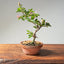 Lavender Star Flower Bonsai #1220