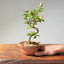 Lavender Star Flower Bonsai #1220