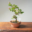 Lavender Star Flower Bonsai #1220