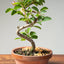 Lavender Star Flower Bonsai #1220