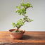 Lavender Star Flower Bonsai #1221