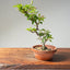 Lavender Star Flower Bonsai #1221