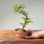 Lavender Star Flower Bonsai #1221