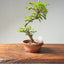 Lavender Star Flower Bonsai #1221