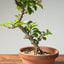 Lavender Star Flower Bonsai #1221