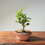 Lavender Star Flower Bonsai #1222