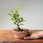 Lavender Star Flower Bonsai #1222