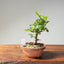 Lavender Star Flower Bonsai #1222