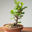 Lavender Star Flower Bonsai #1222