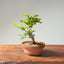 Lavender Star Flower Bonsai #1223