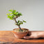 Lavender Star Flower Bonsai #1223