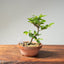 Lavender Star Flower Bonsai #1223