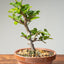 Lavender Star Flower Bonsai #1223