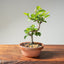 Lavender Star Flower Bonsai #1224