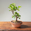 Lavender Star Flower Bonsai #1224
