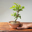 Lavender Star Flower Bonsai #1224