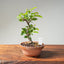 Lavender Star Flower Bonsai #1224