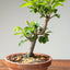Lavender Star Flower Bonsai #1224