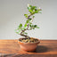 Lavender Star Flower Bonsai #1225