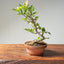 Lavender Star Flower Bonsai #1225