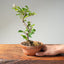 Lavender Star Flower Bonsai #1225