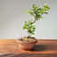 Lavender Star Flower Bonsai #1225