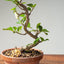Lavender Star Flower Bonsai #1225