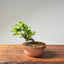 Lavender Star Flower Bonsai #1226