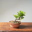 Lavender Star Flower Bonsai #1226