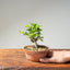 Lavender Star Flower Bonsai #1226