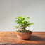 Lavender Star Flower Bonsai #1226