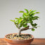 Lavender Star Flower Bonsai #1226