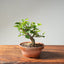 Lavender Star Flower Bonsai #1227