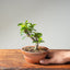 Lavender Star Flower Bonsai #1227