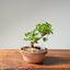 Lavender Star Flower Bonsai #1227