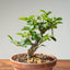 Lavender Star Flower Bonsai #1227