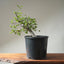 Korean Hornbeam Bonsai #1234