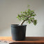 Korean Hornbeam Bonsai #1234