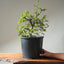 Korean Hornbeam Bonsai #1234