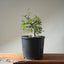 Korean Hornbeam Bonsai #1234
